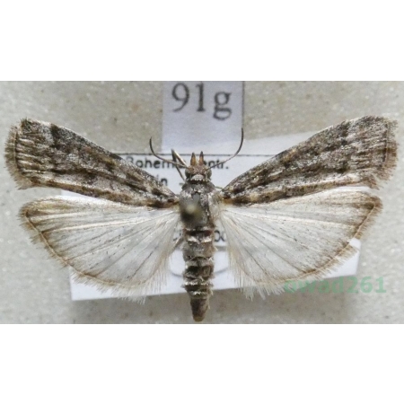 Dioryctria simplicella Heinemann, 1863 Szyszeń sosnowy, omacnica sosnowa Czech91g
